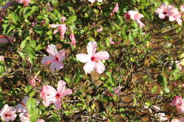 Hibiskus © Bildkind