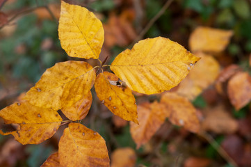 Obraz premium Closeup of automnal beech leaves in the forest