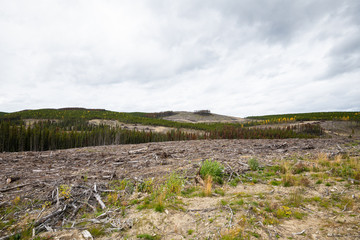 Forestry