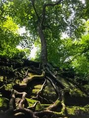 Zelfklevend Fotobehang tree with long roots on rock © Clinton