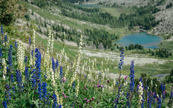 Multi-colored delphiniums on a background of a mountain lake.