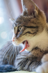 Europäische Kurzhaar Katze gähnt und streckt die Zunge raus