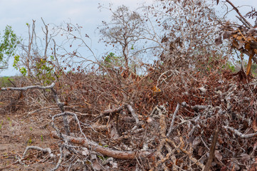 deforestation and destruction of native vegetation