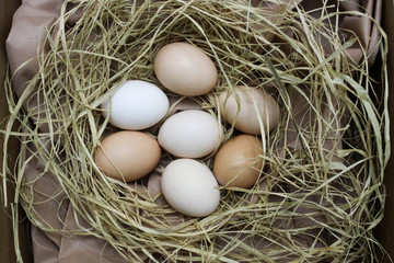 Chicken eggs in nest yellow and white eggs.