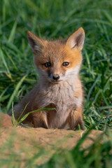 Obraz premium A closeup of a Red Fox Kit emerging from its den.