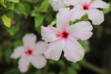 Hibiskus © Bildkind