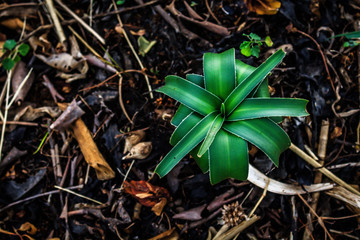 Green small plant on the dirt