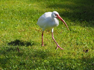 Isolated White Stork