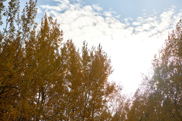 Obraz premium Piękny jesienny las na tle błękitnego nieba