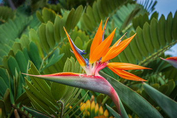 bird of paradise