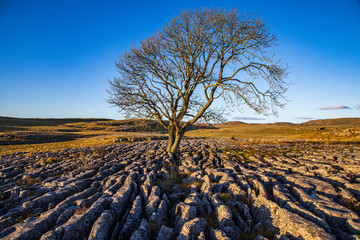 Lone tree in Limestone