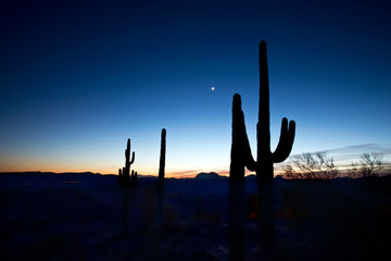 Night Sky in the Desert with Saguaro in Silhouette