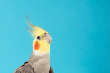 Fotobehang Valkparkiet, schattige papegaai geïsoleerd op blauwe achtergrond, beste papegaai foto& 39 s. kopieer ruimte © AnnJane
