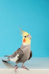Cockatiel, Adorable parrot isolated on blue background, best parrot pictures. copy space © AnnJane