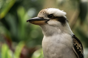 Australian Gold Coast Laughing Kookaburra