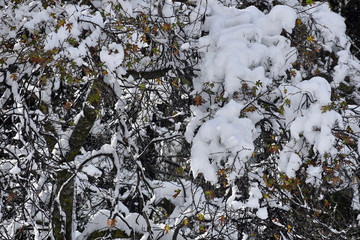 Snow Covered Trees