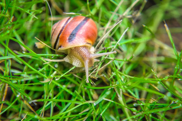 snail on grass