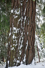 Fototapeta premium Snow Covered Trees Landscape