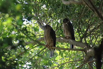 rufous owl
