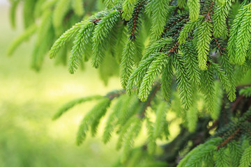 Beautiful spruce fir branch, blurred background