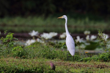great white egret