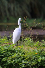 great white egret