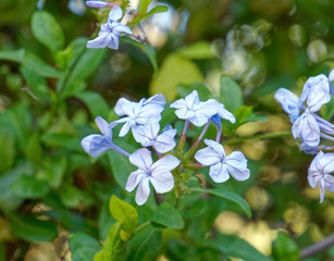 light blue jasmine flowers close up in the garden