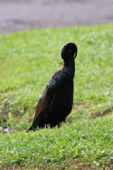 australian darter