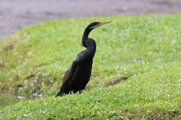 australian darter