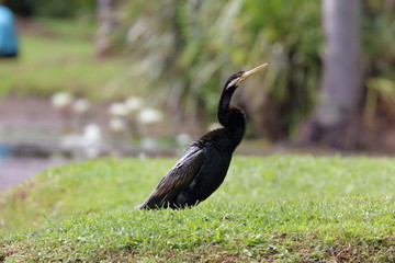 australian darter
