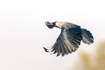 A beautiful shot of a house crow during flight