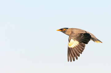 Perfectly freezed wings of a bank myna