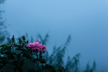 Flowers on background of blue sky