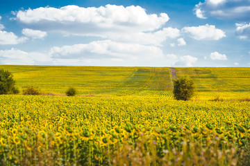 Beautiful sunflower field with blooming sunflowers