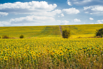 Obraz premium Beautiful sunflower field with blooming sunflowers