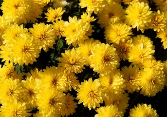 pretty yellow flowers of chrysanthemum potted plant close up