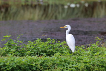 great white egret