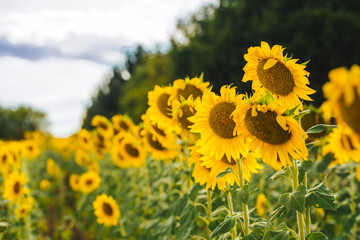Obraz premium Beautiful sunflower field with blooming sunflowers
