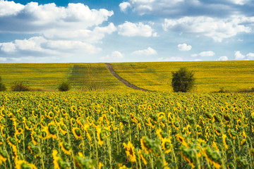 Beautiful sunflower field with blooming sunflowers and blue sky