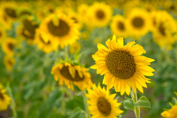 Beautiful sunflower field with blooming sunflowers