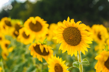 Fototapeta premium Beautiful sunflower field with blooming sunflowers