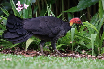 australian bush turkey
