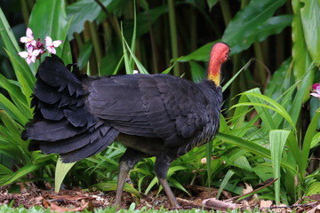 australian bush turkey