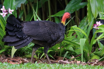 australian bush turkey