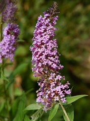 lila flowers of buddleja Davidi plant in a garden