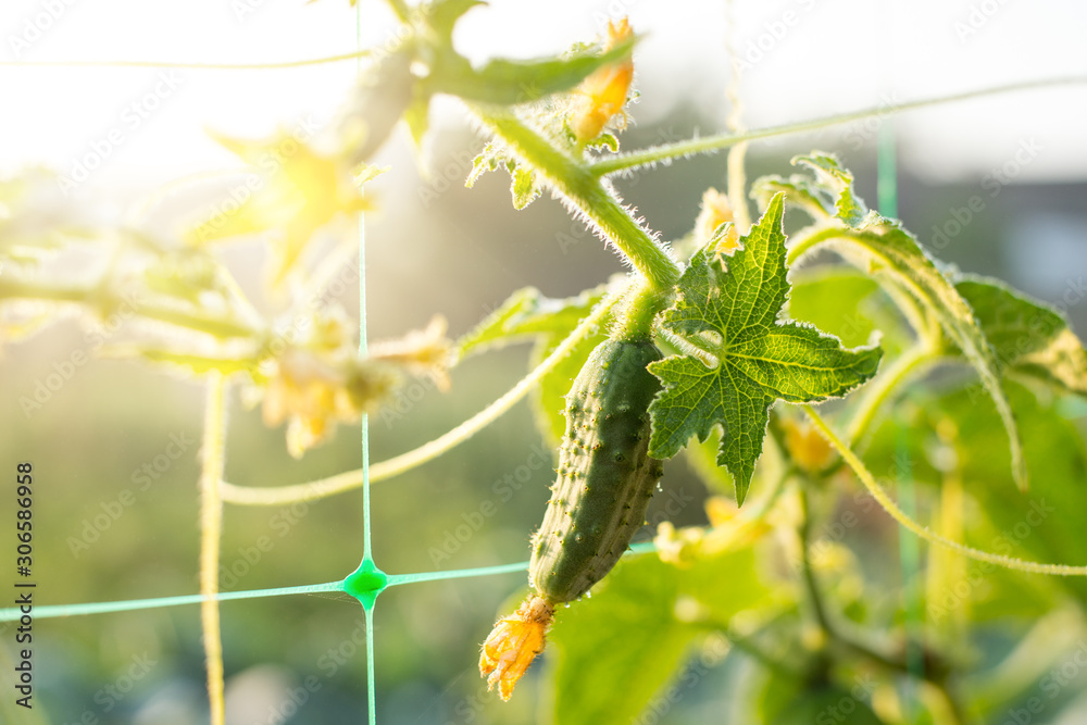 Wall mural Cucumber growing in the garden. Fresh Organic Cucumber covered with morning dew against rising sun