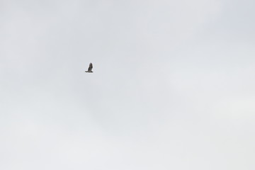 Fototapeta premium osprey