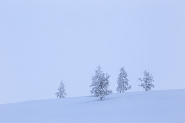 Fototapeta na wymiar Sapin - - Laponie - Finlande