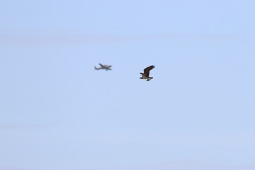 Fototapeta premium osprey