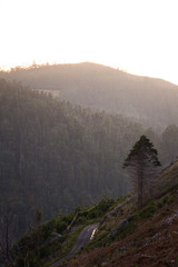 fog in the mountains at madeira island